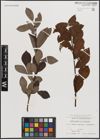 Foto von Salix caprea L. x Salix silesiaca Willd.